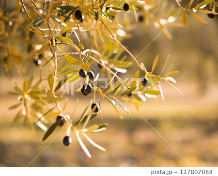 Close up black olives on tree branches in grove 117807088