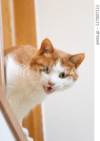 鳴いてアピールする猫　茶トラ白 117807111