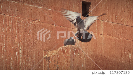 Varanasi, Uttar Pradesh, India. Doves Pigeons mating kissing on old red wall Chet Singh Fort. Chet Singh Ghat. flight Varanasi, Uttar Pradesh, India. Doves Pigeons mating kissing on old red wall Chet Singh Fort. Chet Singh Ghat. flight 117807189