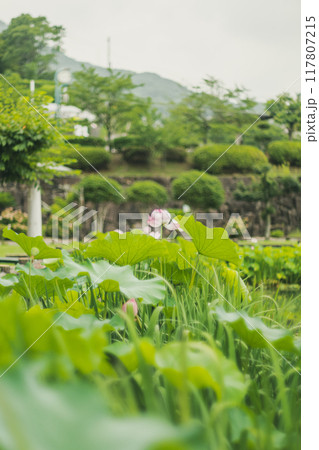 池に咲くハスの花 117807215