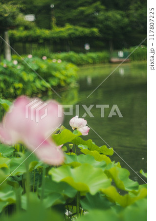 池に咲くハスの花 117807225