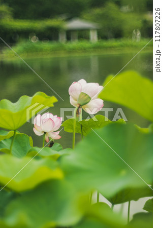 池に咲くハスの花 117807226