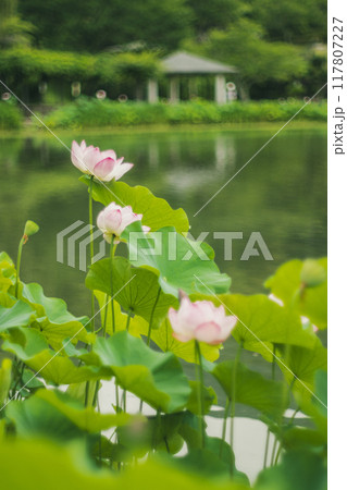 池に咲くハスの花 池に咲くハスの花 117807227