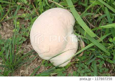 Calvatia cyathiformis plant on field Calvatia cyathiformis plant on field 117807250