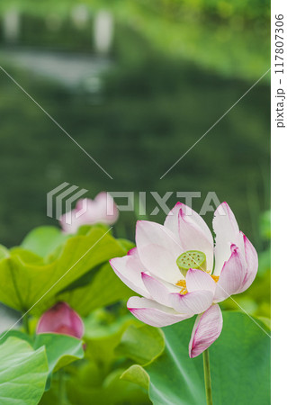 ハスの花、清浄なる花が花を咲かせています 117807306