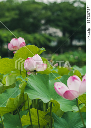 池に咲くハスの花 池に咲くハスの花 117807374