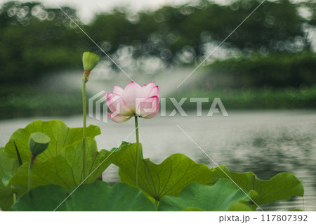 池に咲くハスの花 池に咲くハスの花 117807392