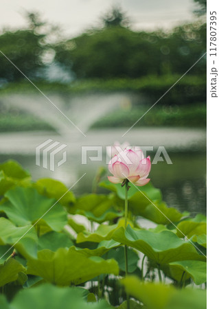 池に咲くハスの花 117807395