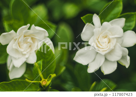 白いクチナシの花 117807423