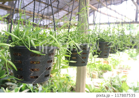 Dischidia albida hort plant on hanging pot 117807535