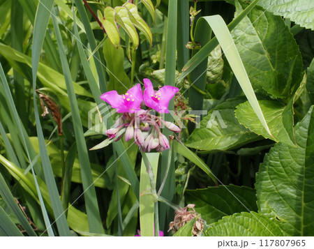 日差しを浴びた赤いオオムラサキツユクサの花とつぼみ 117807965