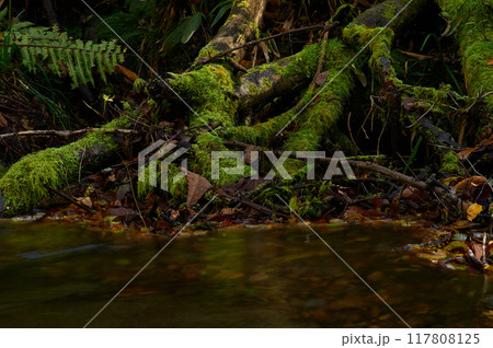 秋の渓流のほとりに苔が繁茂した木の根がある 117808125