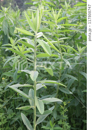 Crotalaria juncea plant on farm Crotalaria juncea plant on farm 117808747