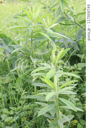 Crotalaria juncea plant on farm Crotalaria juncea plant on farm 117808748