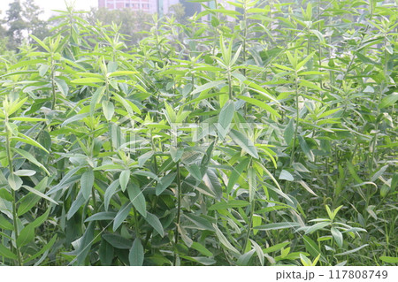 Crotalaria juncea plant on farm 117808749