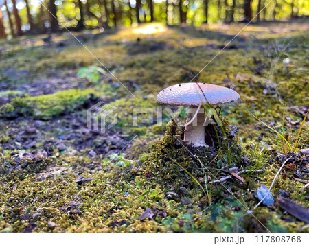 苔の森に白いキノコ 苔の森に白いキノコ 117808768