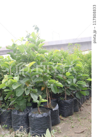 Common guava tree plant on farm Common guava tree plant on farm 117808833