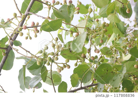 green colored raw cordia dichotoma fruit on tree green colored raw cordia dichotoma fruit on tree 117808836