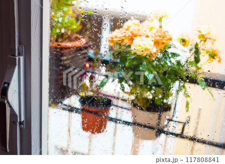 Rose bush in a flower pot on balkon during the rain 117808841