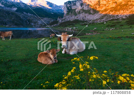 Cow of the Asturian mountain breed sits on a meadow in a national park at dawn 117808858
