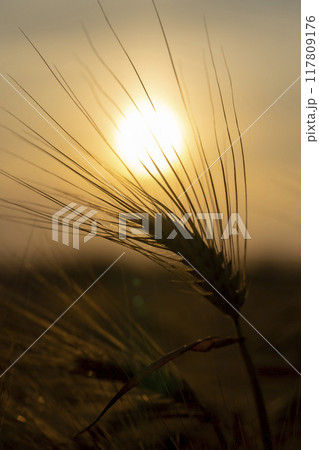 the yellow sun at sunset in a field with a harvest of rye cereals the yellow sun at sunset in a field with a harvest of rye cereals 117809176
