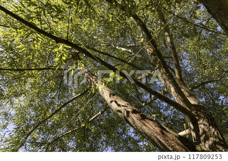 the beautiful foliage of the silver willow in sunny weather the beautiful foliage of the silver willow in sunny weather 117809253