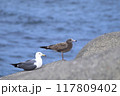 並んで何かを見つめるウミネコの親子 117809402