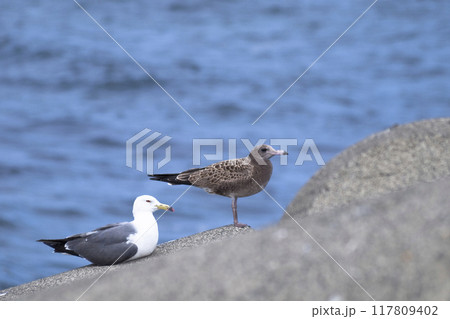 並んで何かを見つめるウミネコの親子 117809402
