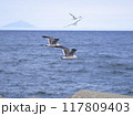 海上を飛ぶウミネコたち 117809403