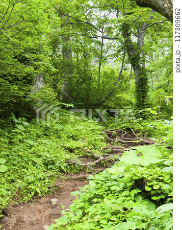 深い森に続く道 117809662
