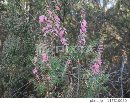 ピンクの釣鐘のような花 Epacris impressa Australia Victoria ピンクの釣鐘のような花 Epacris impressa Australia Victoria 117810080