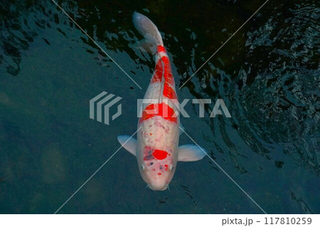 池を泳ぐ鯉 117810259