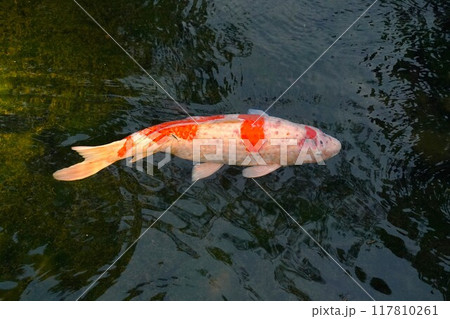 池を泳ぐ鯉 池を泳ぐ鯉 117810261