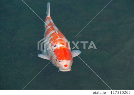 優雅に泳ぐ鯉 117810263
