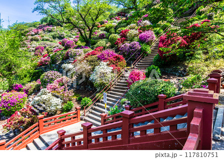 祐徳稲荷神社のツツジ　【佐賀県鹿島市】 117810751