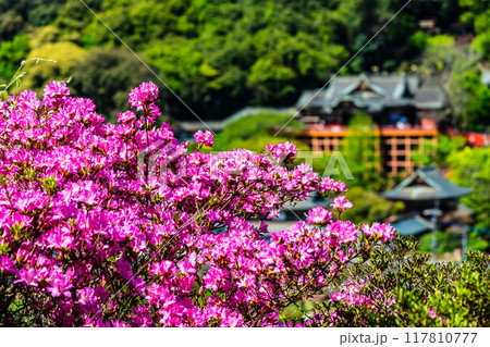 祐徳稲荷神社のツツジ　【佐賀県鹿島市】 117810777