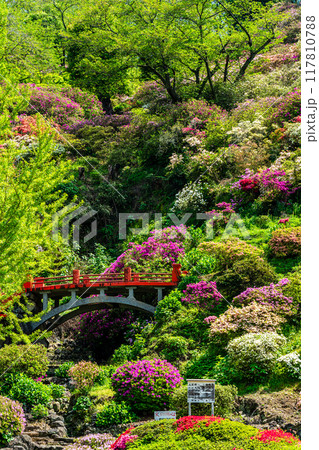 祐徳稲荷神社のツツジ 【佐賀県鹿島市】 祐徳稲荷神社のツツジ 【佐賀県鹿島市】 117810788