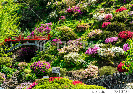 祐徳稲荷神社のツツジ　【佐賀県鹿島市】 117810789