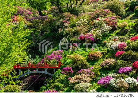 祐徳稲荷神社のツツジ　【佐賀県鹿島市】 117810790