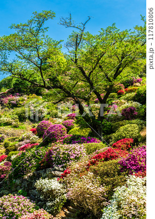 祐徳稲荷神社のツツジ　【佐賀県鹿島市】 117810806