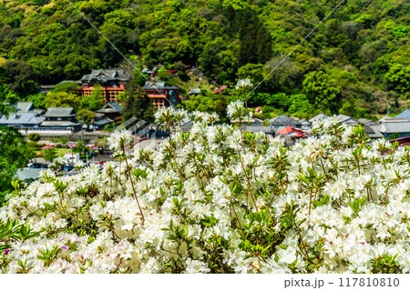 祐徳稲荷神社のツツジ 【佐賀県鹿島市】 祐徳稲荷神社のツツジ 【佐賀県鹿島市】 117810810