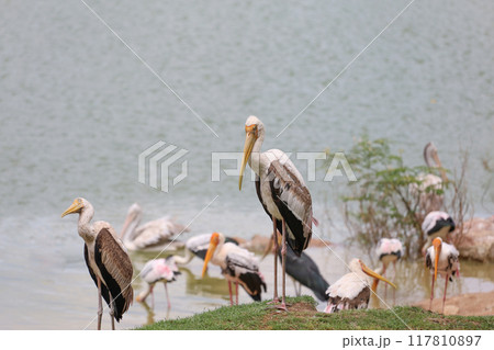 The Painted Stork bird (Mycteria leucocephala) in garden 117810897