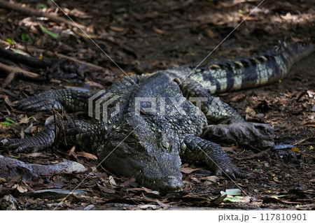 Close up crocodile is action show head in garden Close up crocodile is action show head in garden 117810901