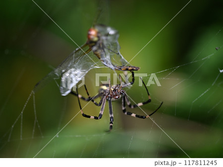 ナガコガネグモの捕虫 ナガコガネグモの捕虫 117811245