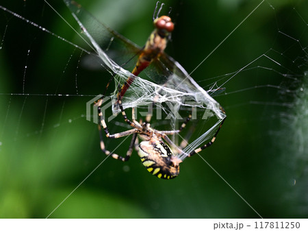 ナガコガネグモの捕虫 ナガコガネグモの捕虫 117811250