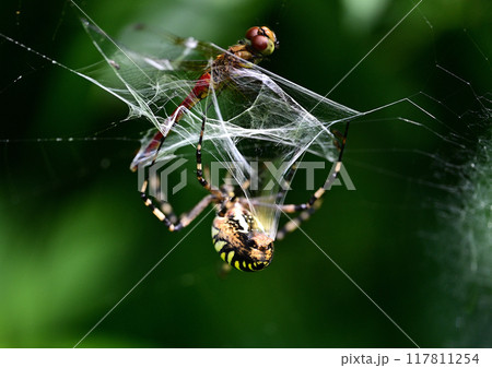ナガコガネグモの捕虫 117811254