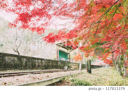 三河広瀬駅の紅葉と四季桜 117811379