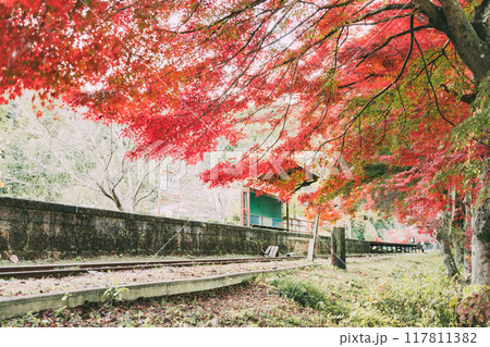 三河広瀬駅の紅葉と四季桜 117811382