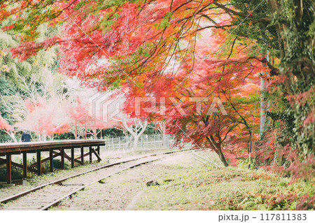 三河広瀬駅の紅葉と四季桜 117811383