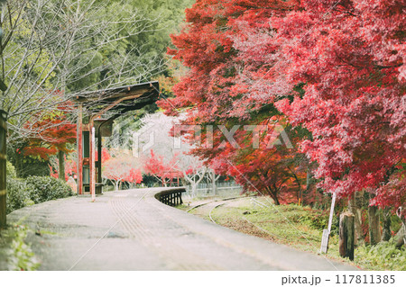三河広瀬駅の紅葉と四季桜 三河広瀬駅の紅葉と四季桜 117811385
